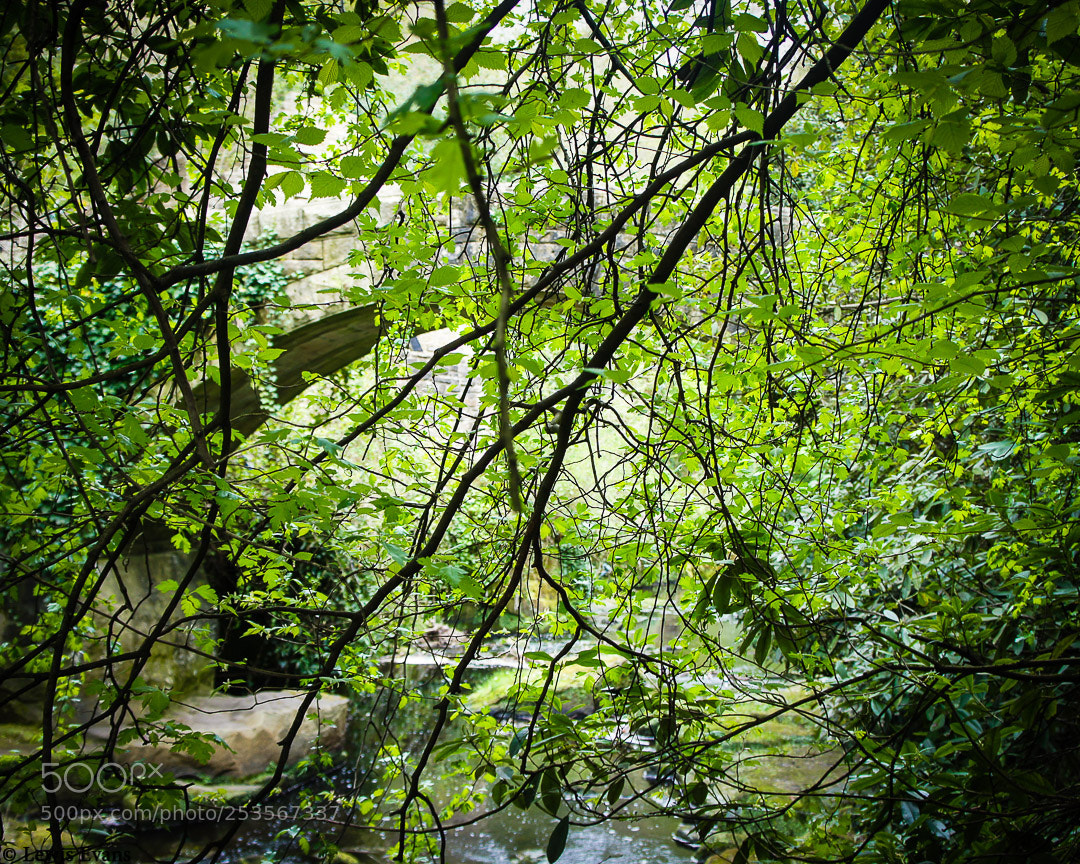Sony Alpha NEX-5 sample photo. Jesmondene secret hideout photography