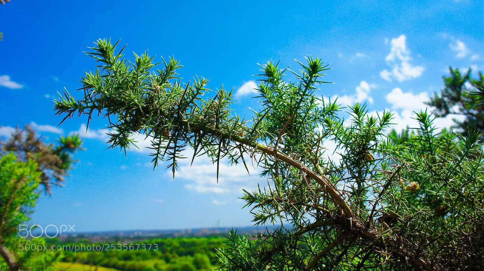 Sony Alpha NEX-5 sample photo. The green hedgehog tree photography