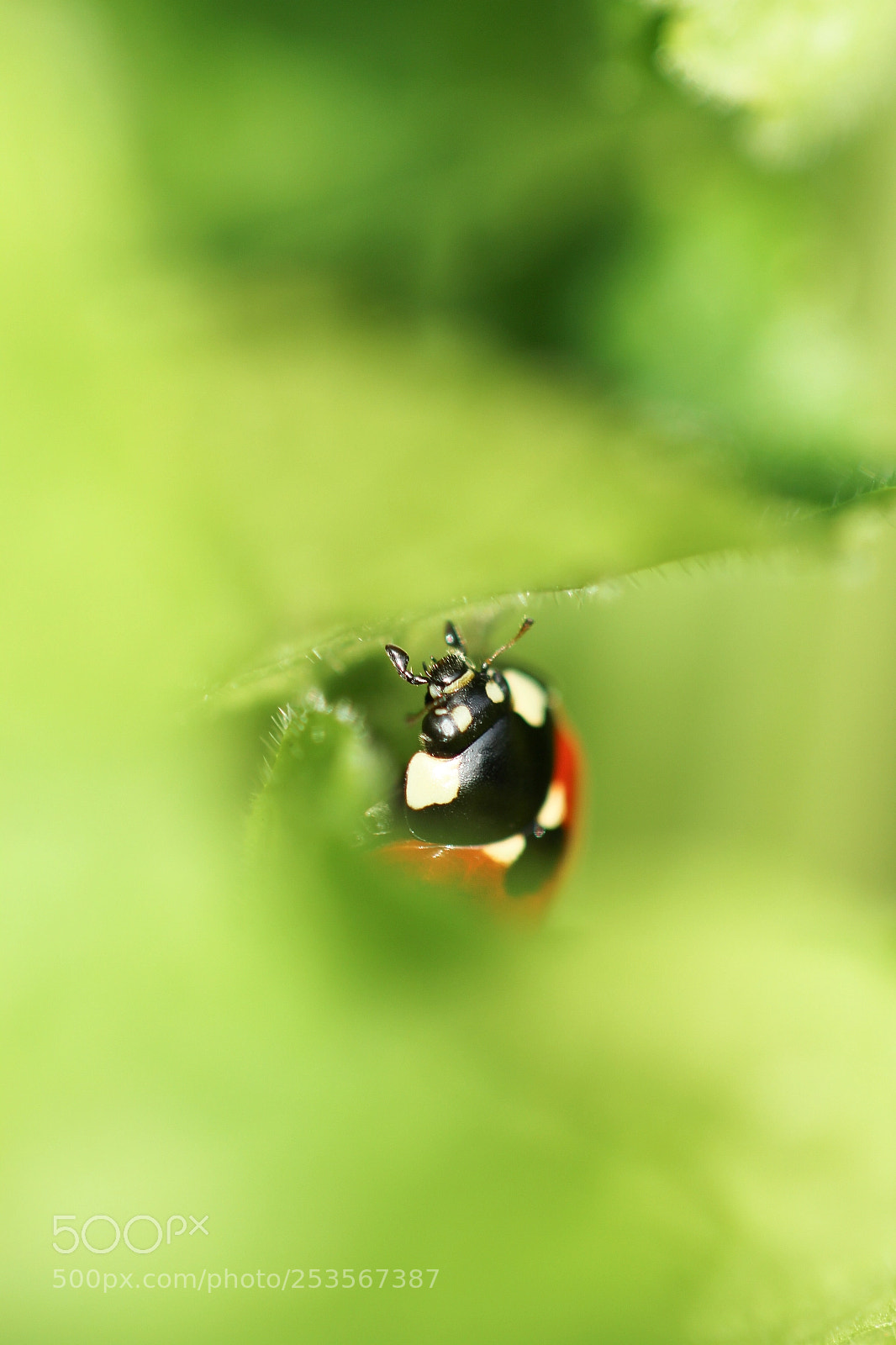 Canon EOS 60D sample photo. Ladybug photography