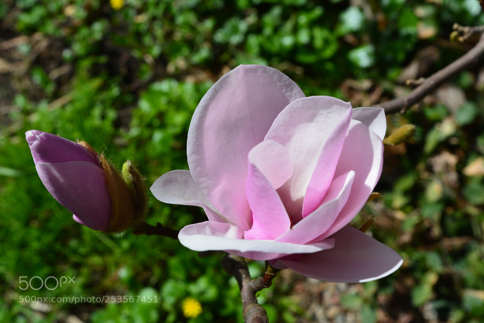 Nikon D5200 sample photo. Flower photography