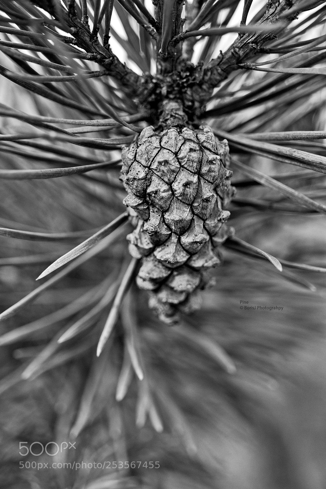 Canon EF-S 35mm F2.8 Macro IS STM sample photo. Pine photography