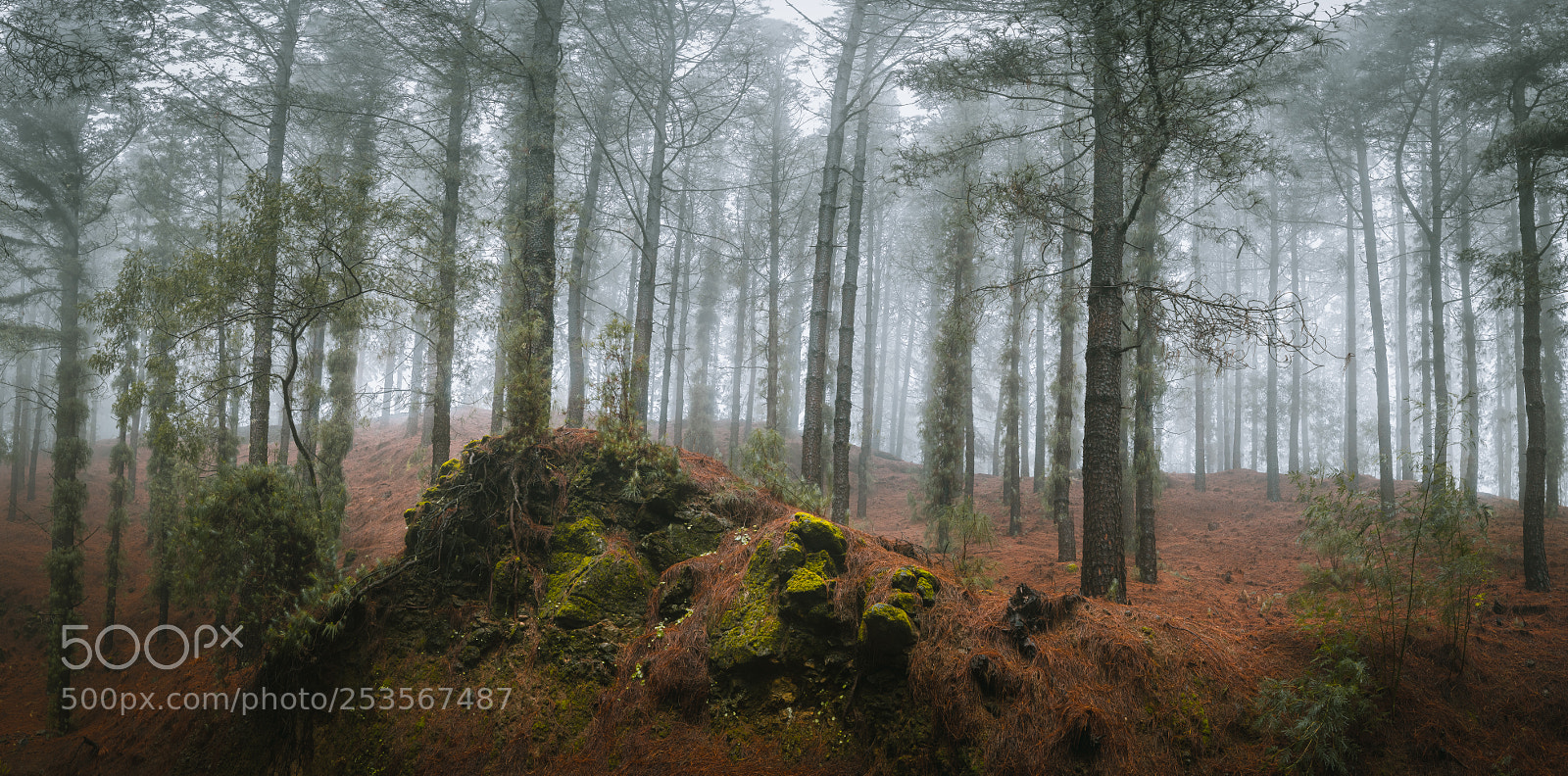 Sony a7 II sample photo. Mysterious pine forest. rainly photography