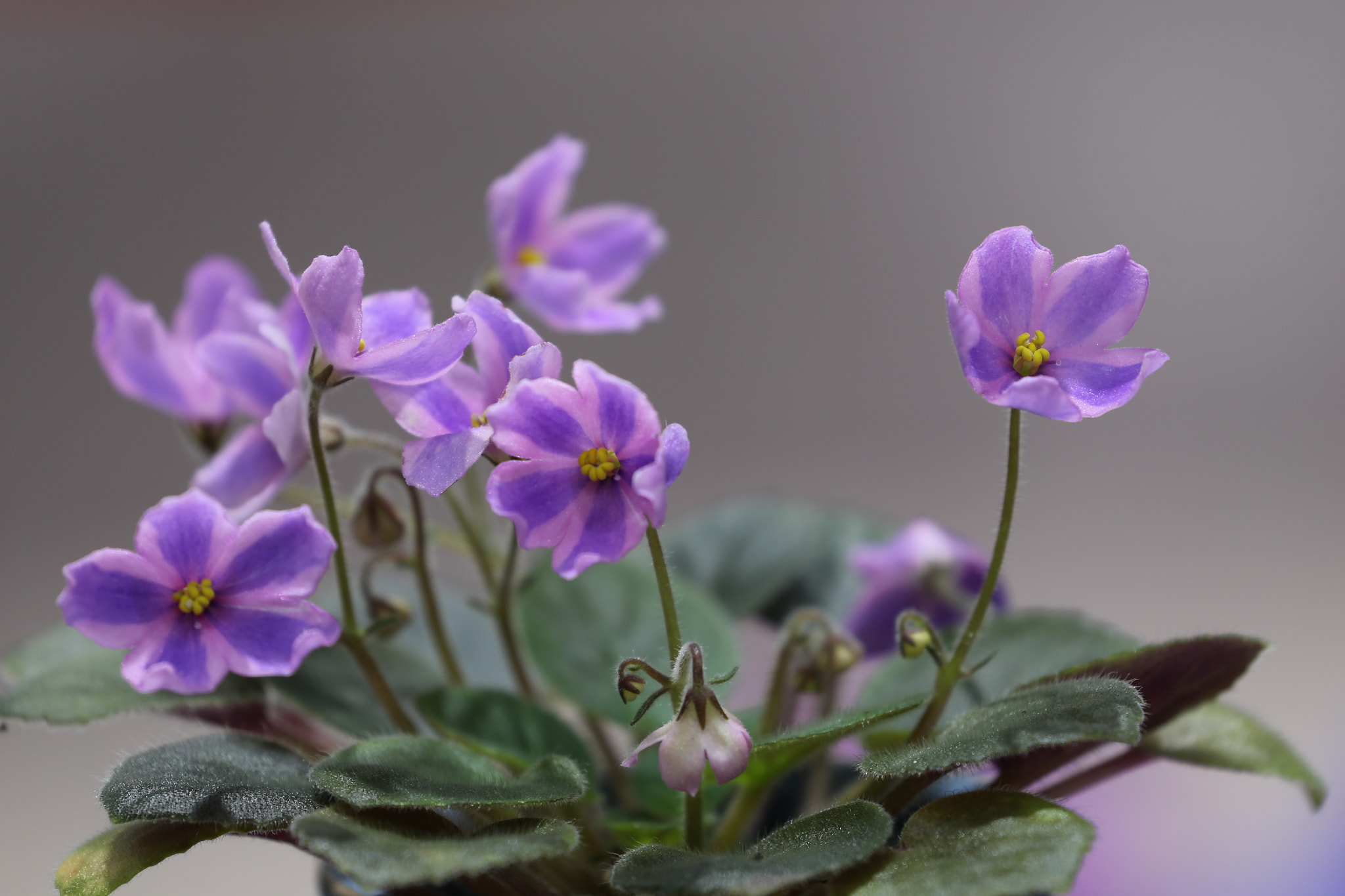 Canon EOS-1D X sample photo
