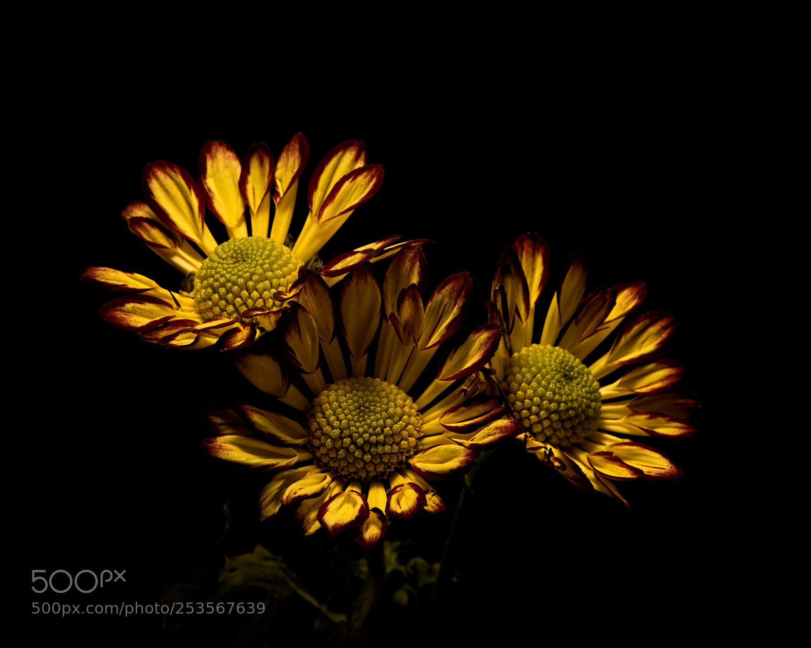 Nikon D810 sample photo. Yellow red mum trio 1119 photography