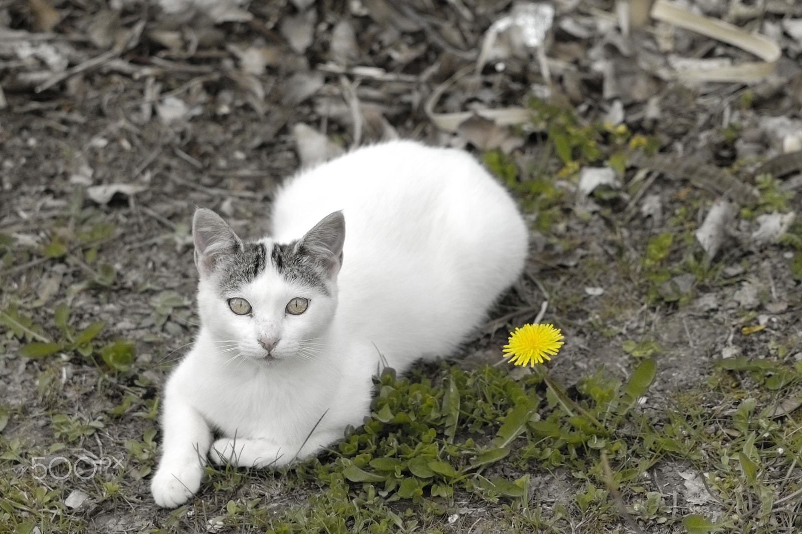 Nikon D2X + Sigma 105mm F2.8 EX DG Macro sample photo. Cat resting photography