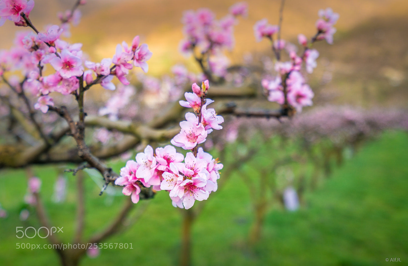 Sony a7R II sample photo. This is the wachau photography
