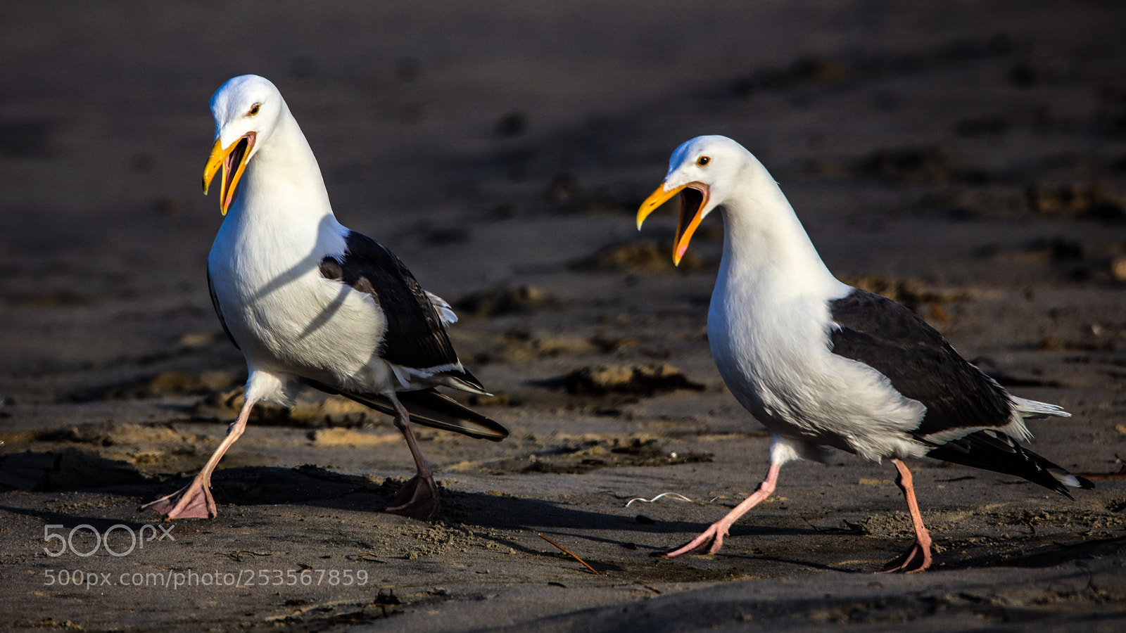 Canon EOS 5DS R sample photo. Walking & squawking photography