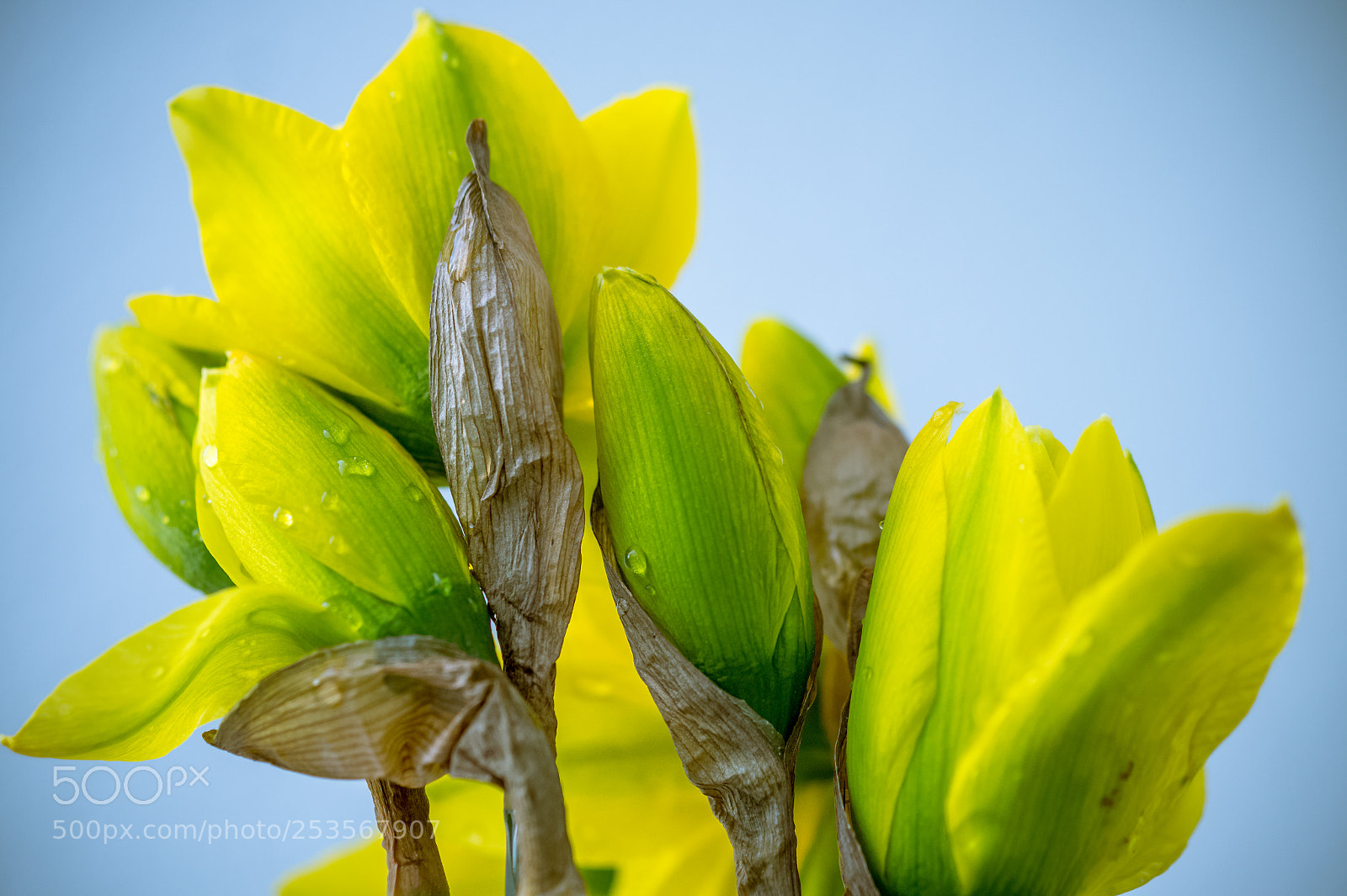 Sony SLT-A58 sample photo. *** narcissus *** photography
