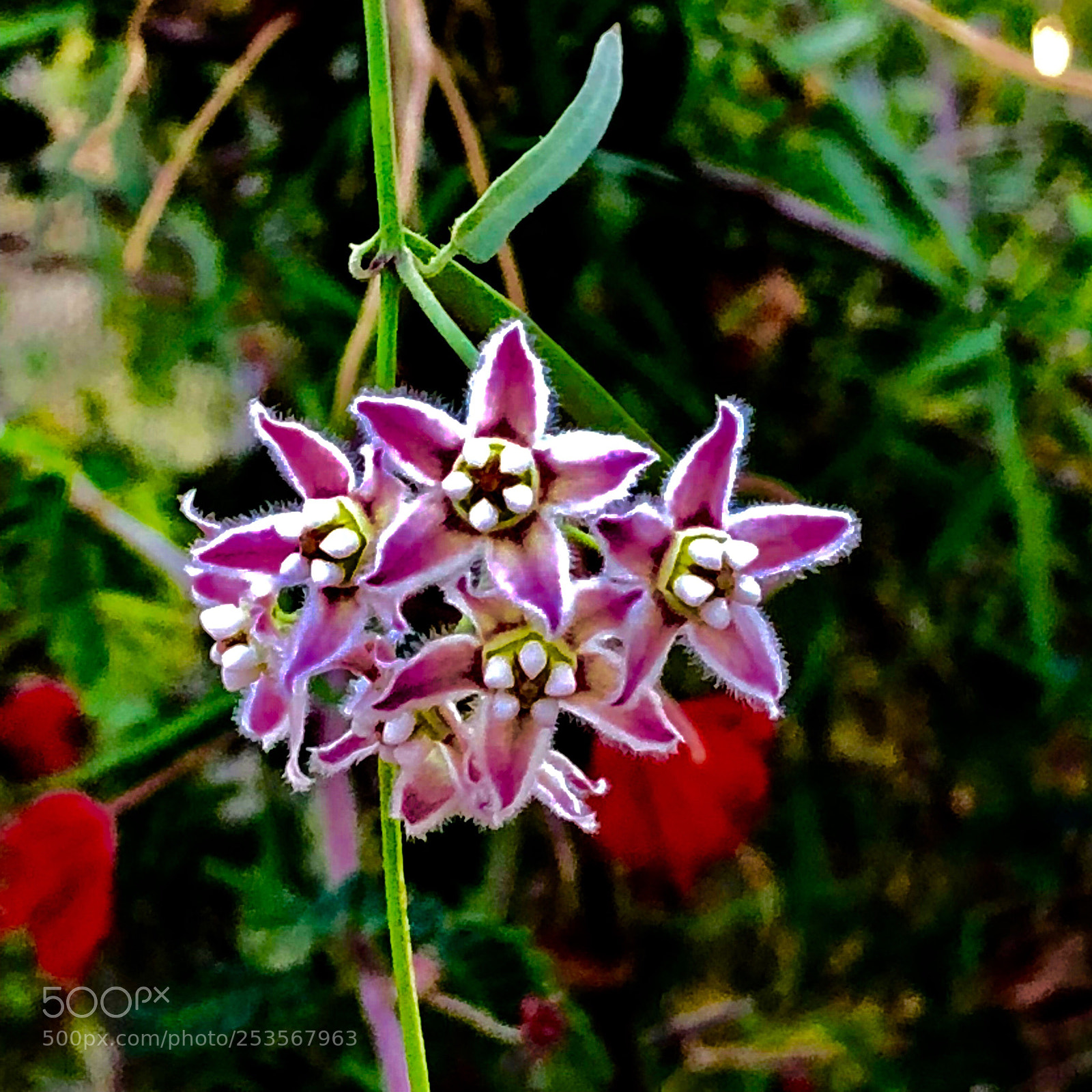 Apple iPhone 8 Plus sample photo. Purple stars photography