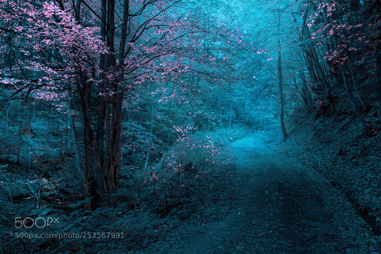 Nikon D610 sample photo. Forest path photography