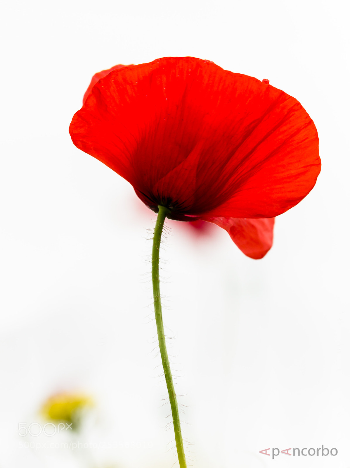 Canon EOS 600D (Rebel EOS T3i / EOS Kiss X5) sample photo. Amapola con punto amarillo photography