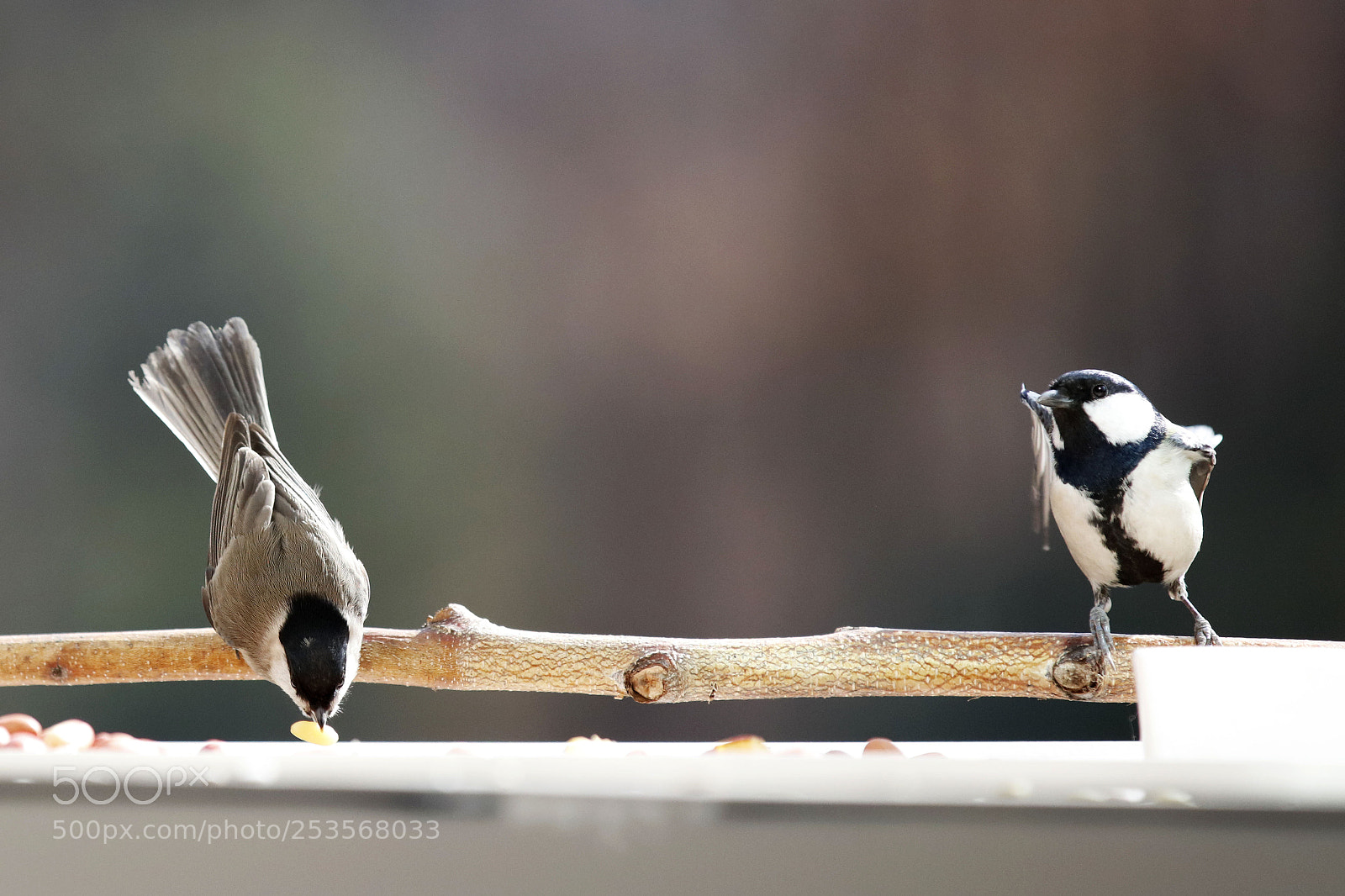 Canon EOS 5DS R sample photo. _97a9711-1.jpg photography