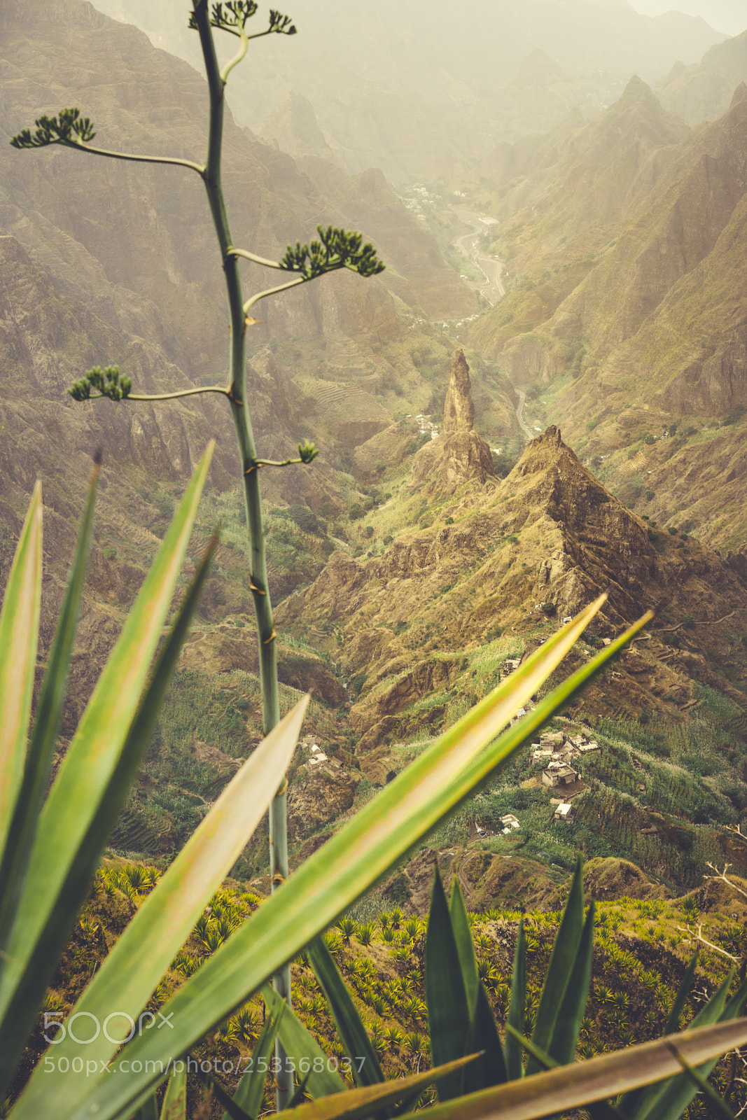 Sony a7 II sample photo. Close up of agave photography