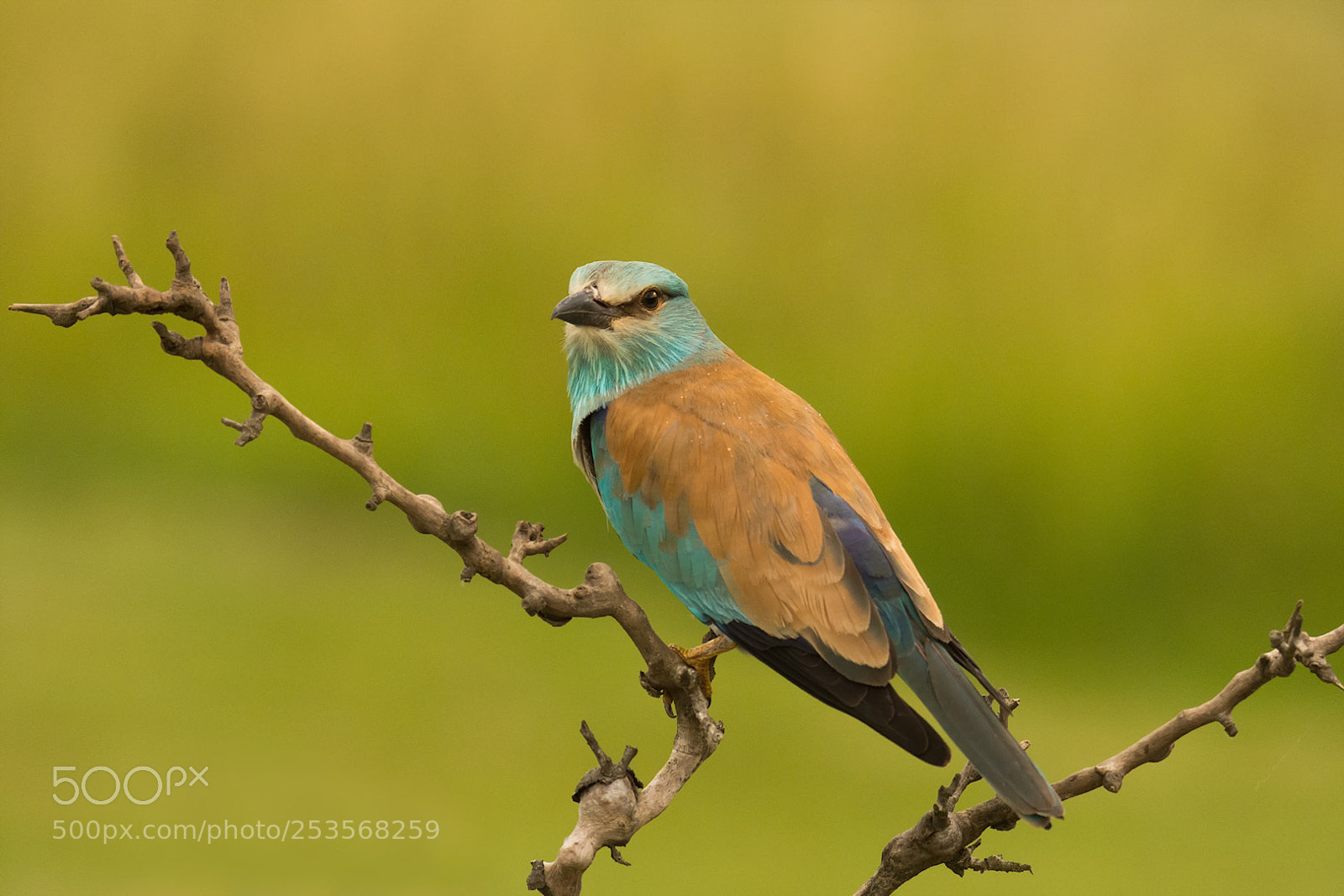 Nikon D7200 sample photo. Another european roller photography