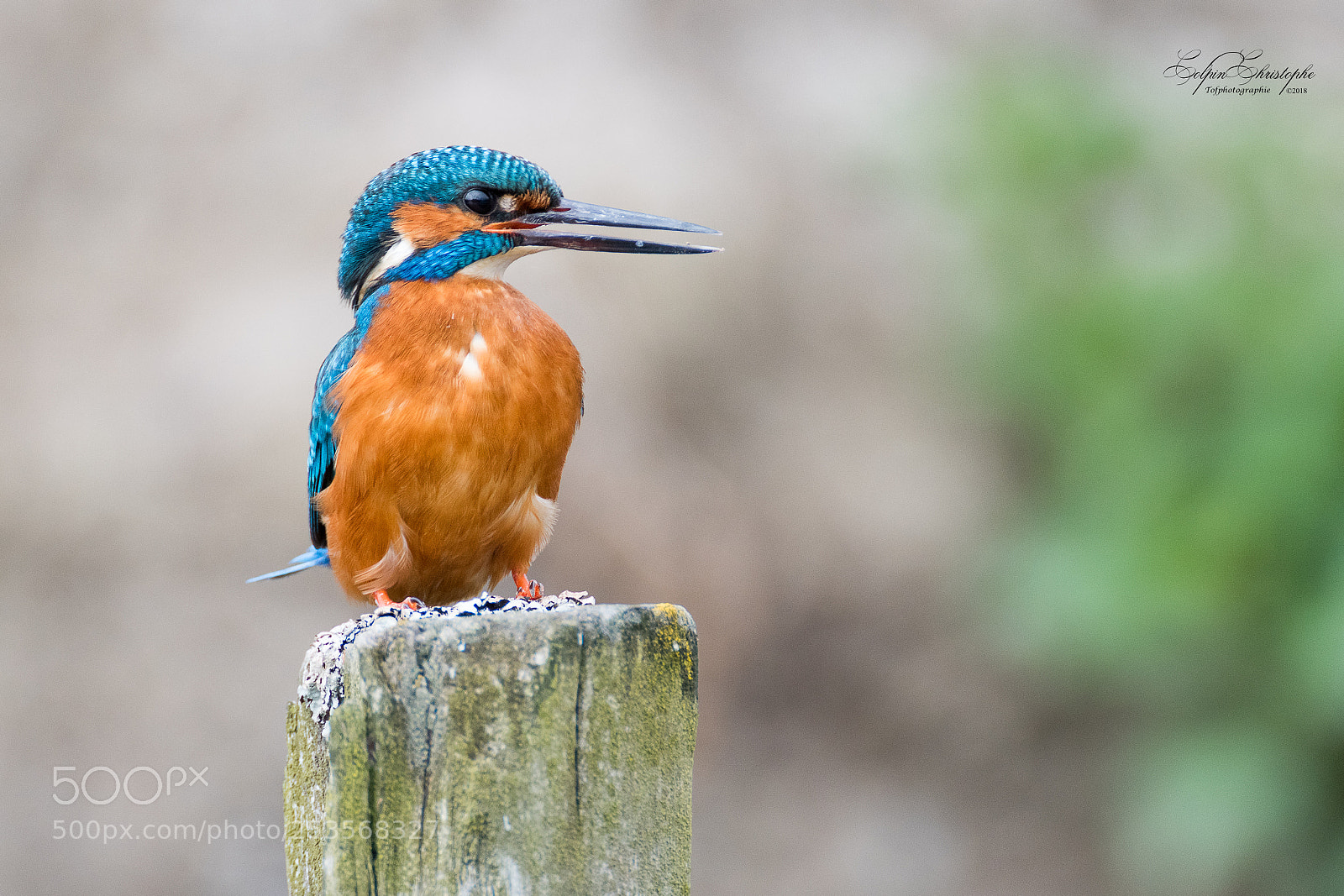 Nikon D500 sample photo. Martin p cheur m photography