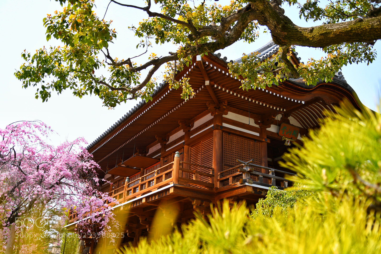 Nikon D500 sample photo. A temple with sakura photography