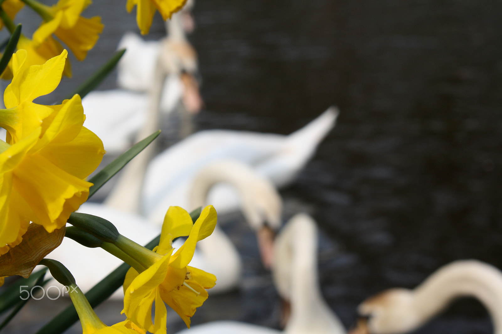 Canon EOS 1000D (EOS Digital Rebel XS / EOS Kiss F) sample photo. Daffodils & swans photography