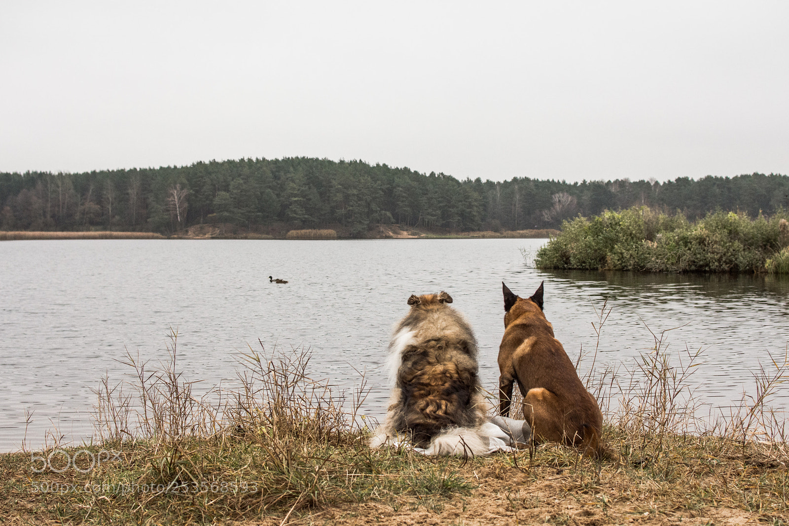 Nikon D7200 sample photo. Natch and oro photography