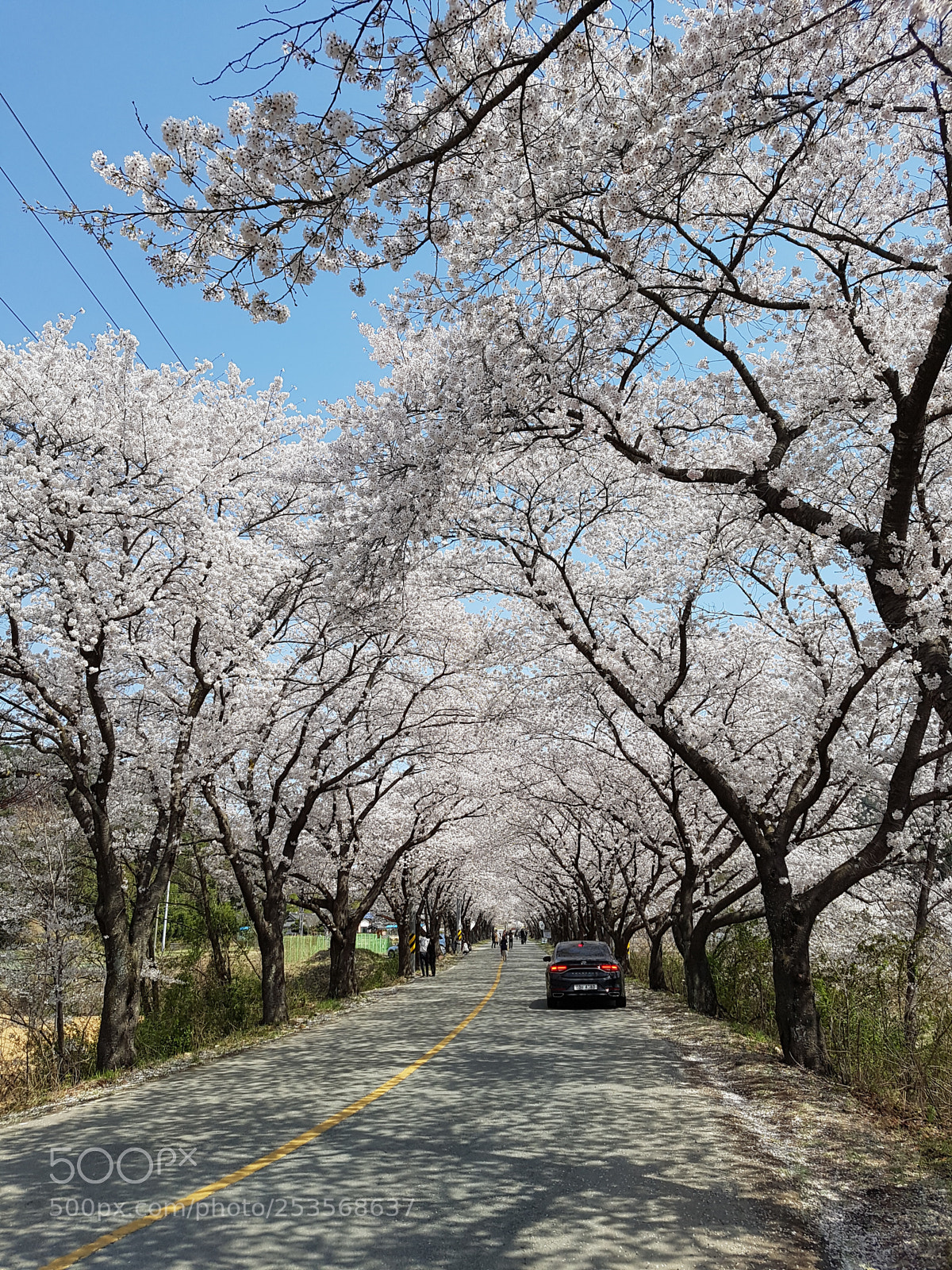 Samsung Galaxy S7 Edge sample photo. Cherry blossom photography