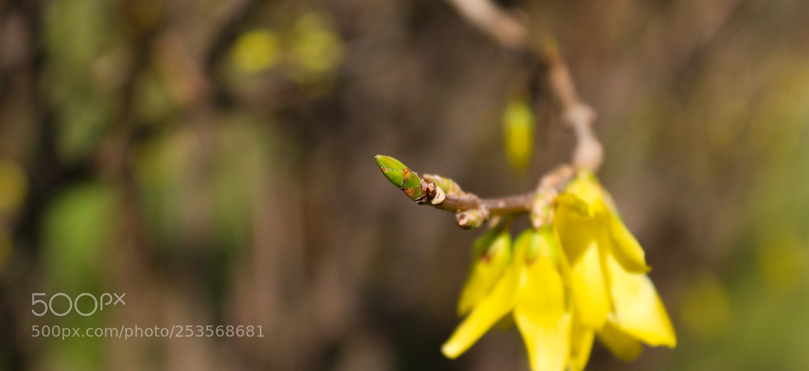 Canon EOS 650D (EOS Rebel T4i / EOS Kiss X6i) sample photo. Untitled photography