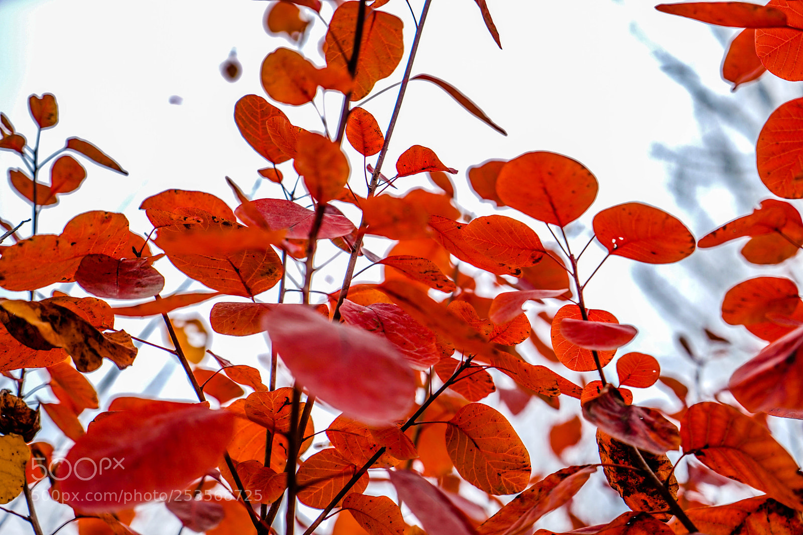 Sony a7 sample photo. Untitled photography