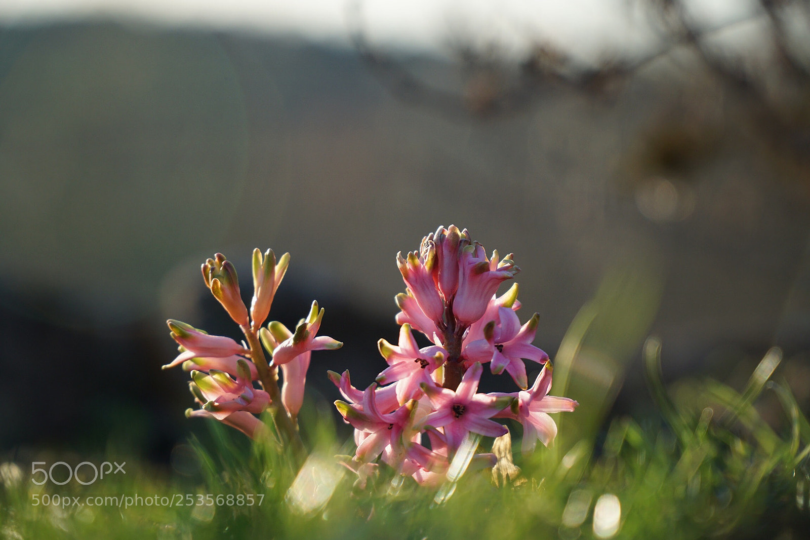 Sony a6000 sample photo. Spring? photography