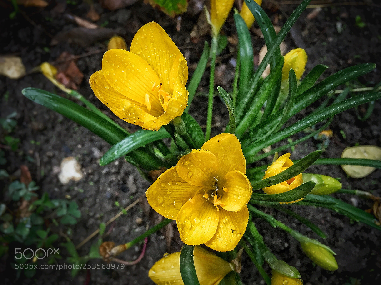 Apple iPhone 6 sample photo. Crocus with rain drops  photography