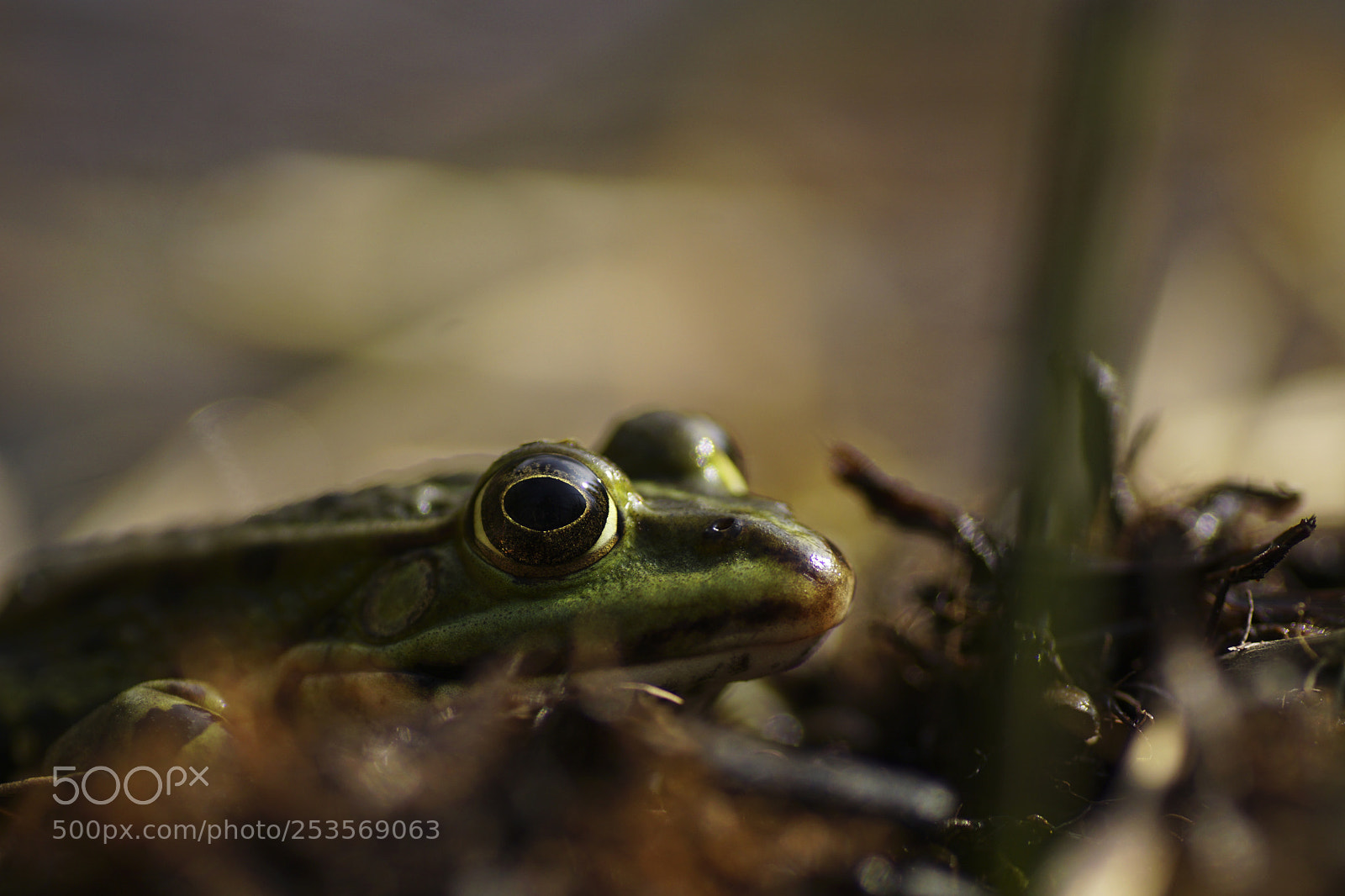 Sony ILCA-77M2 sample photo. Frog-ed photography