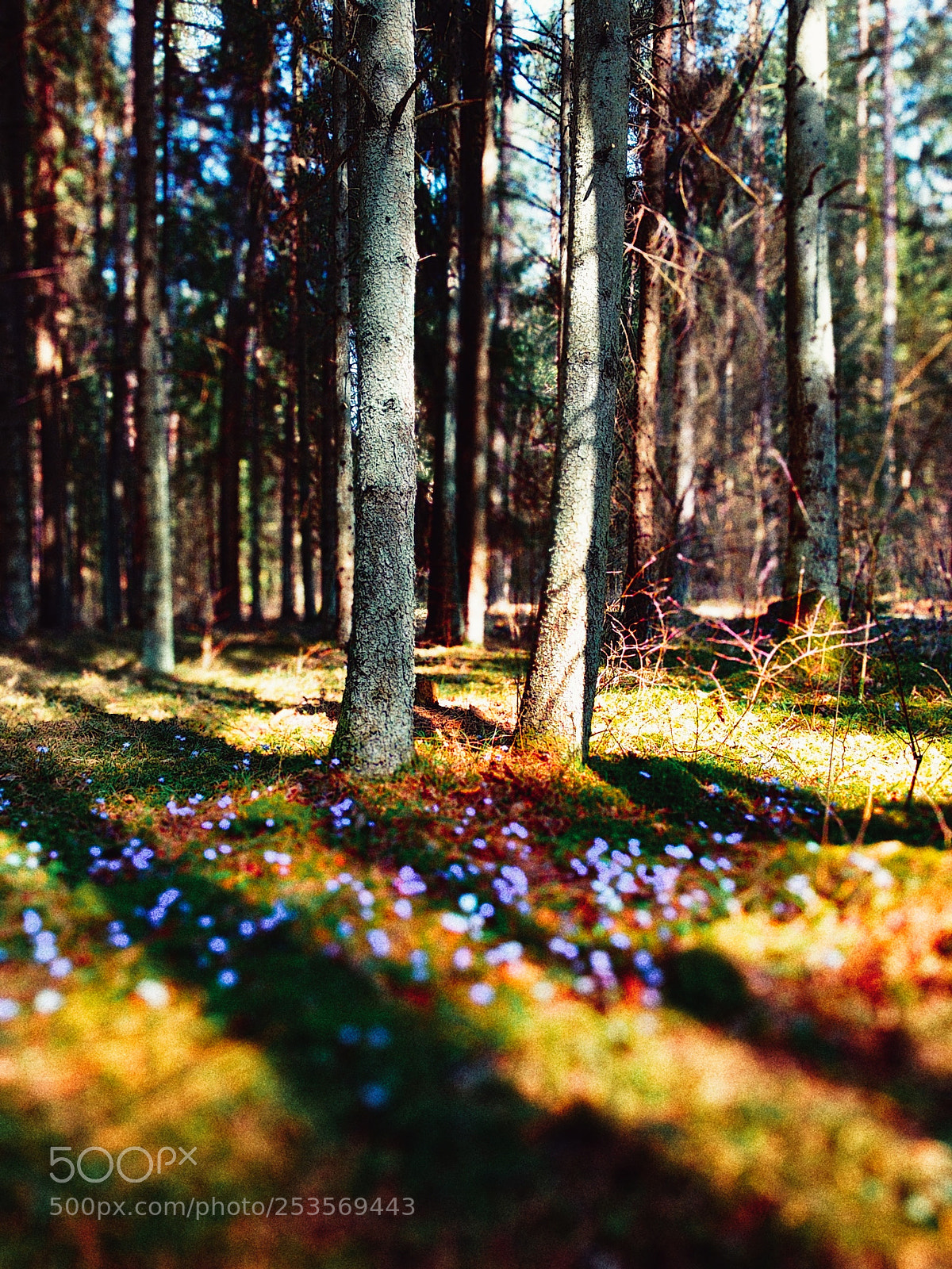 Xiaomi Mi A1 sample photo. Forest carpet photography