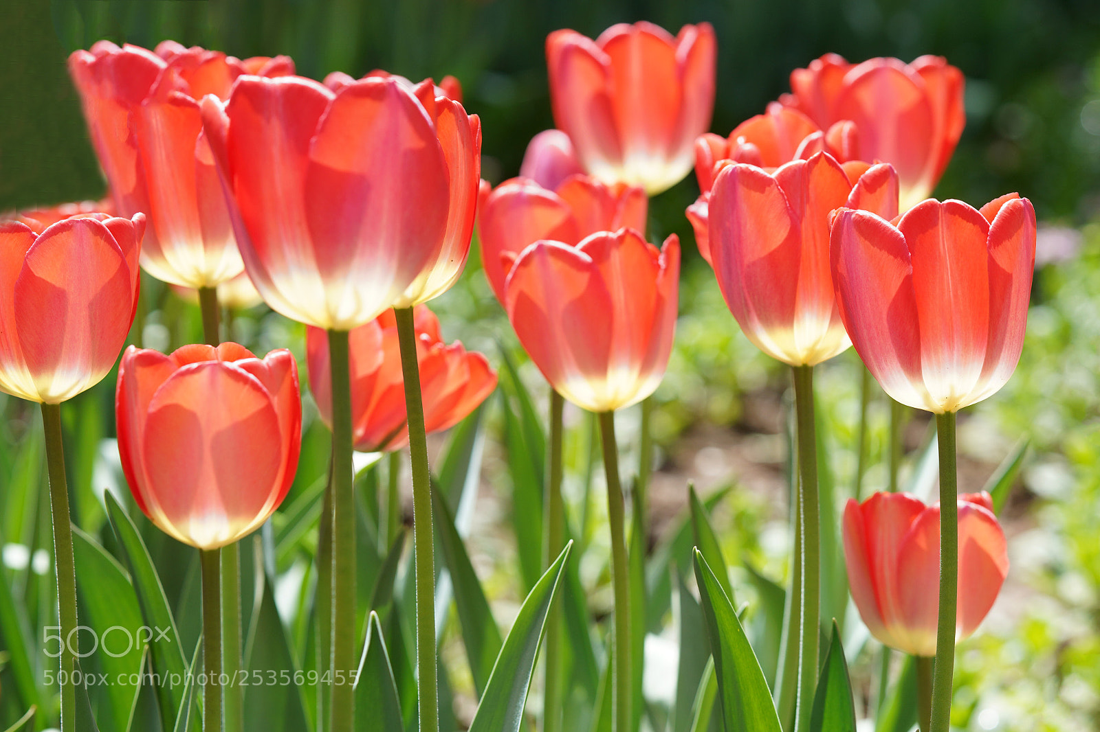 Sony a7R III sample photo. Tulip photography