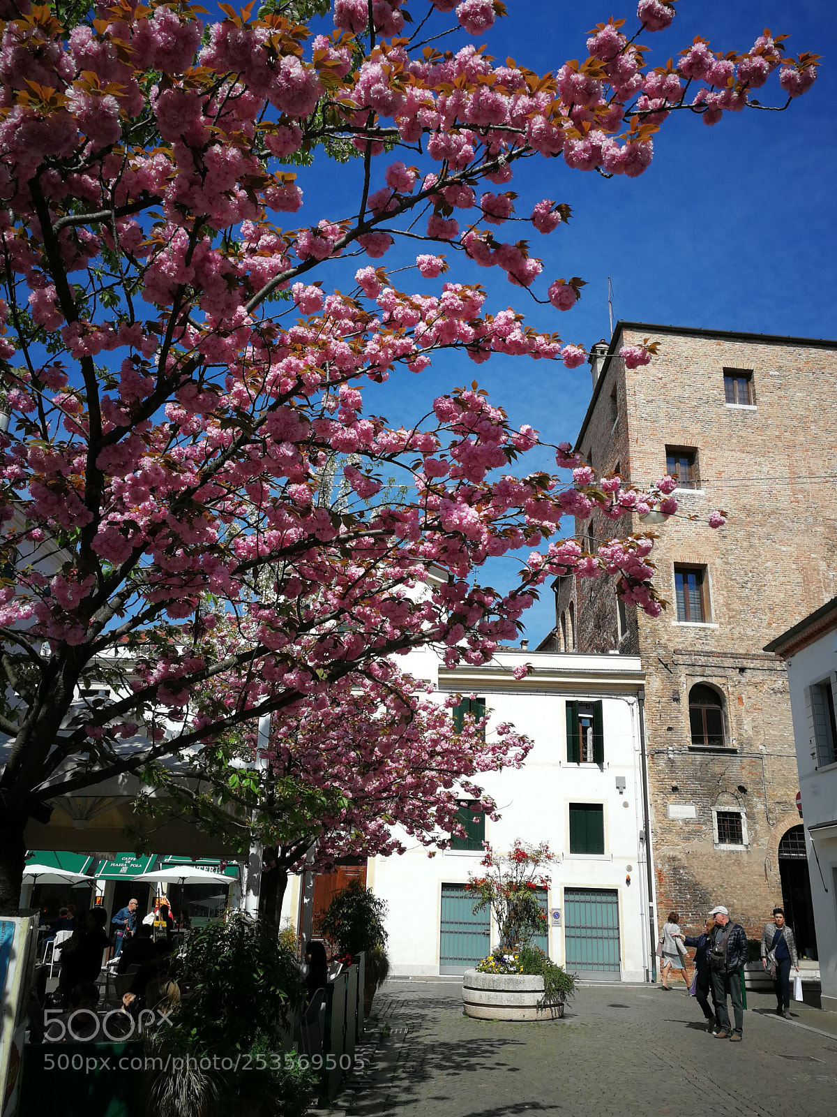 HUAWEI P10 sample photo. Fioritura in piazza pola photography