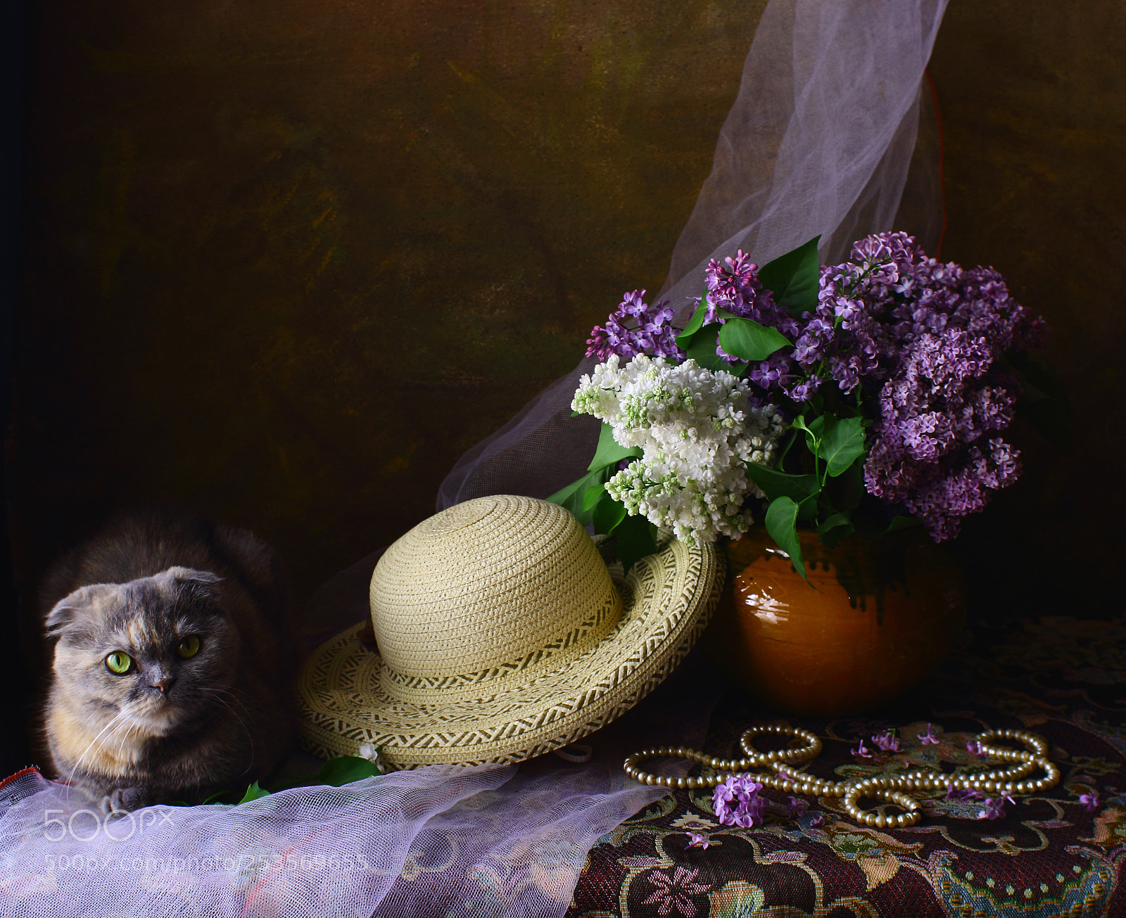 Canon EOS 60D sample photo. кошка сирень photography