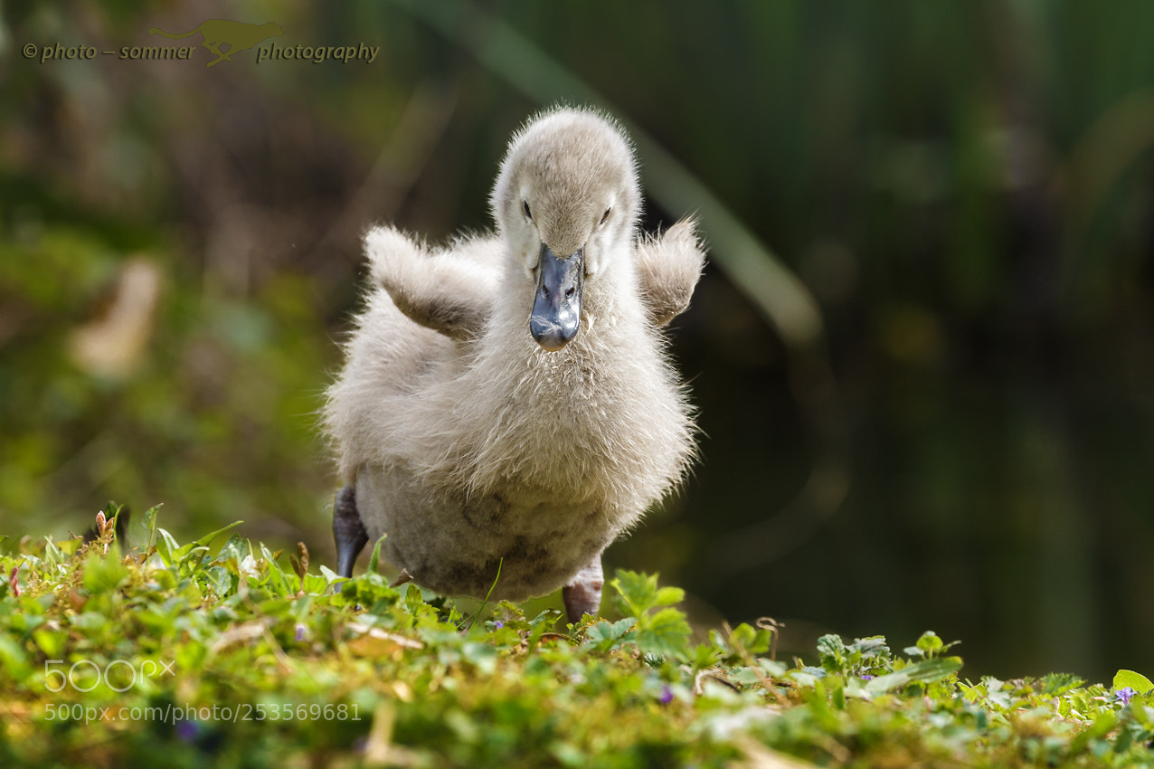 Canon EOS 70D sample photo. Young white swan photography