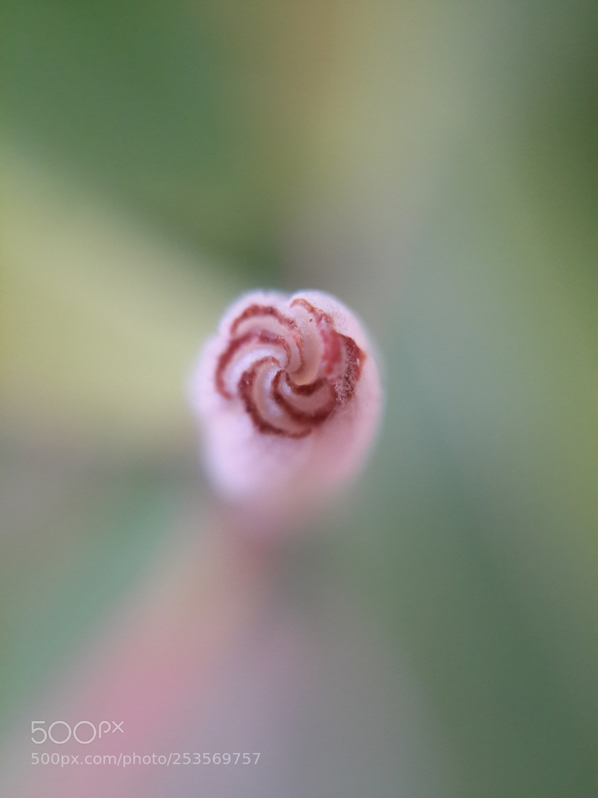Samsung Galaxy S4 sample photo. Cranberry flower photography