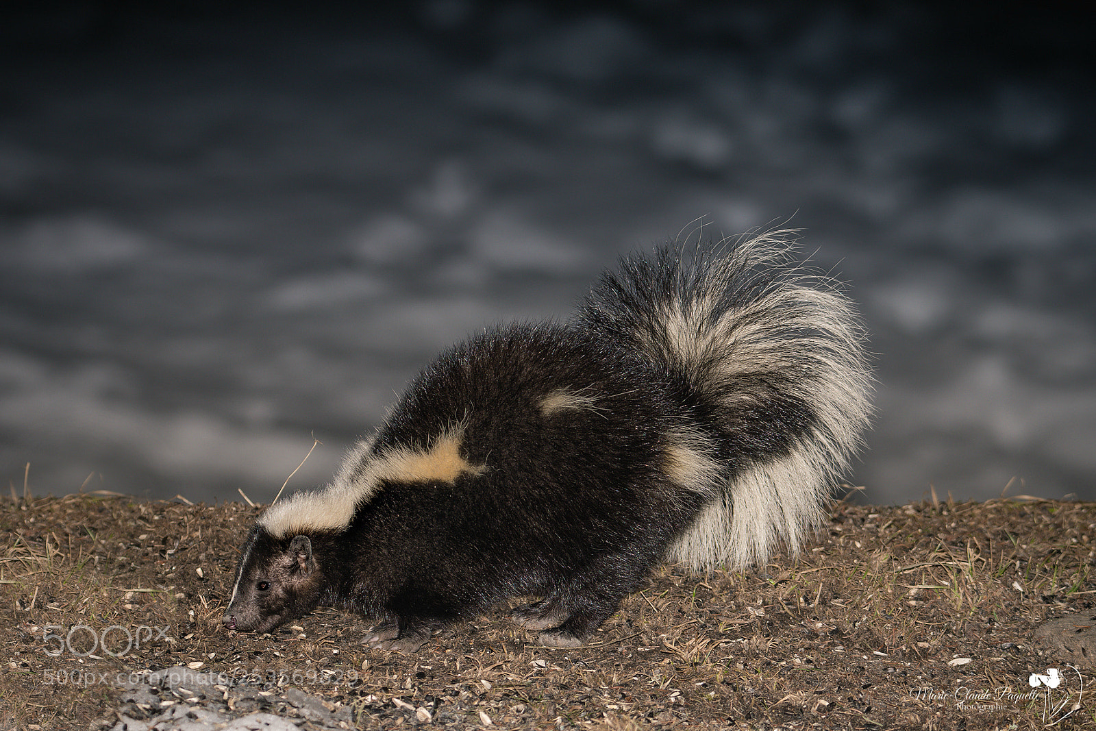Nikon D500 sample photo. Moufette photography