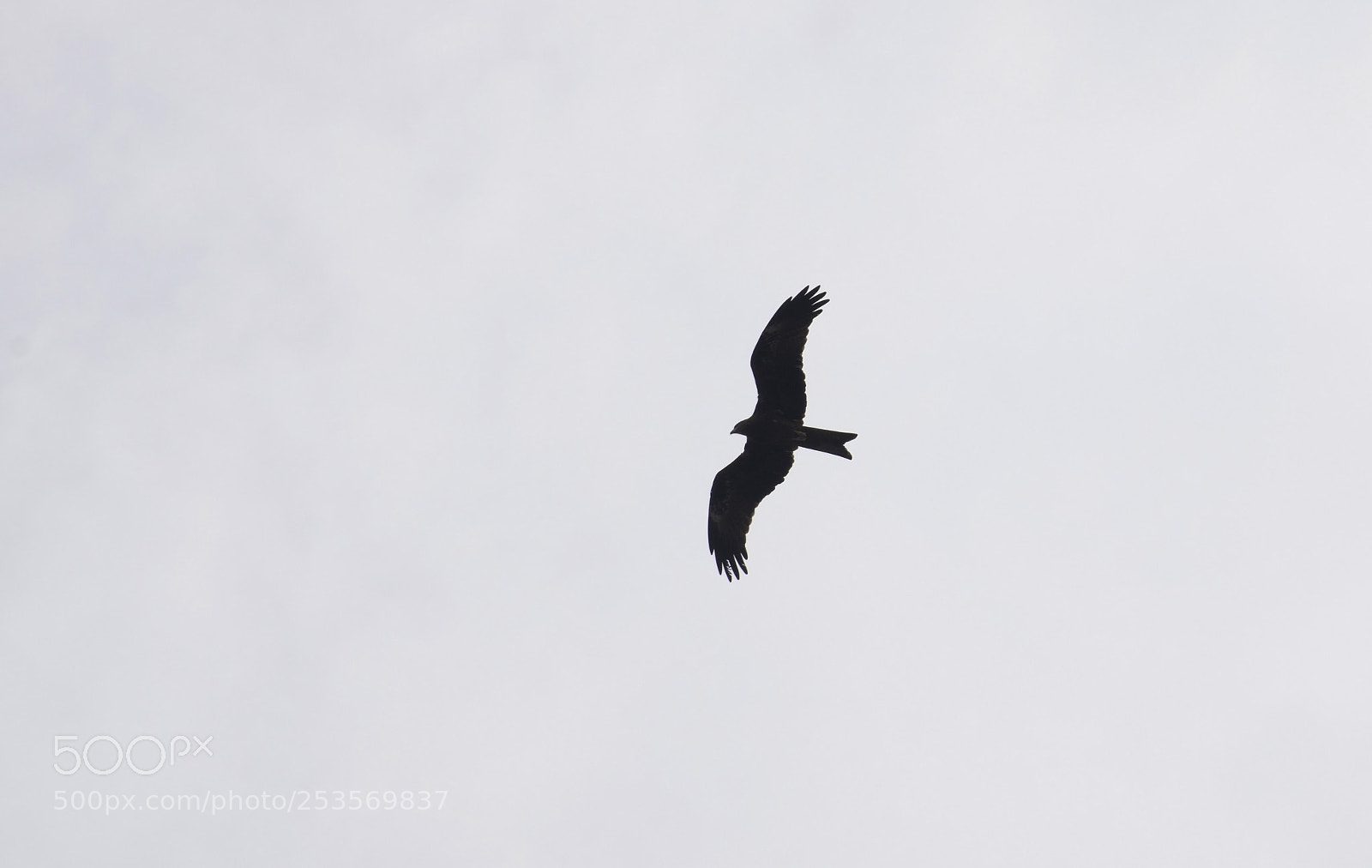 Nikon D5300 sample photo. Kite bird photography