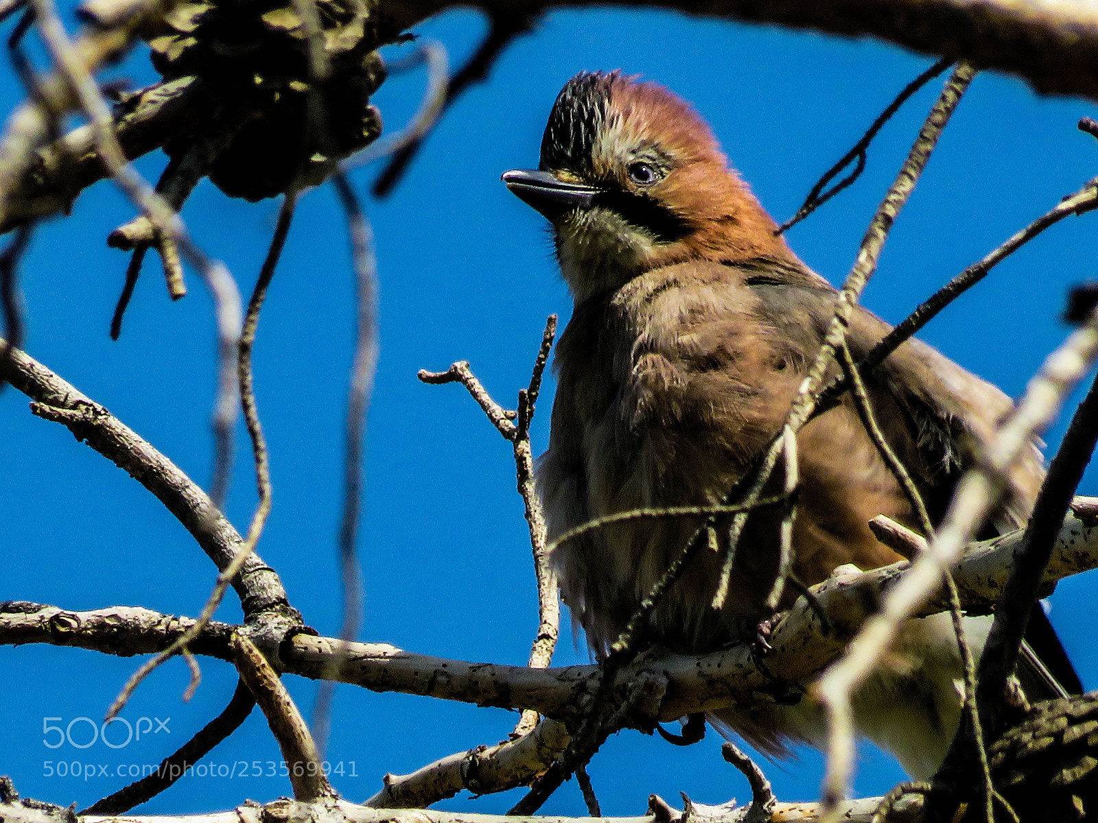 Canon PowerShot SX540 HS sample photo. Garrulus glandarius photography