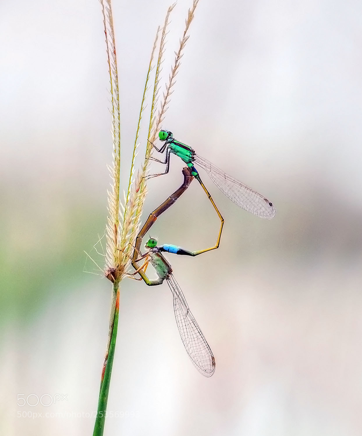 Nikon D200 sample photo. In the name of photography