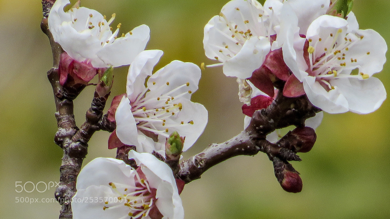 Canon PowerShot SX540 HS sample photo. April photography