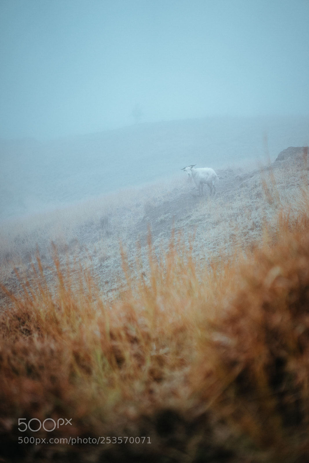 Sony a7 II sample photo. Mountain goat in the photography
