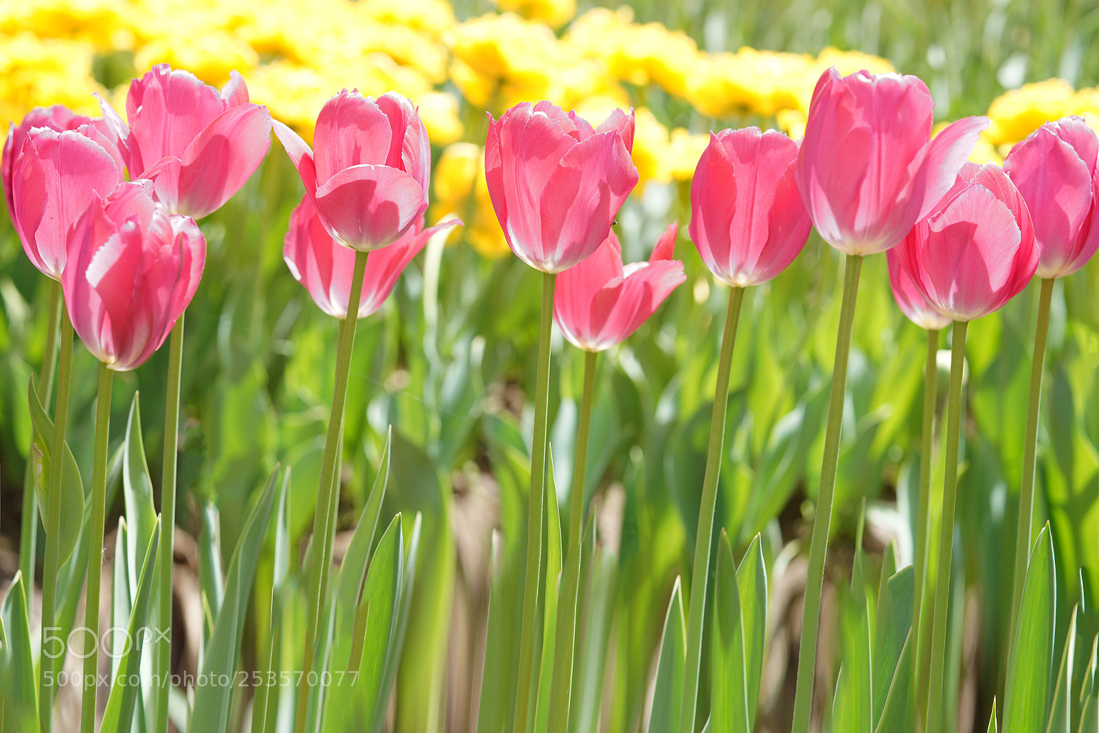 Sony a7R III sample photo. Tulip photography