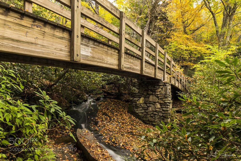 Nikon D850 sample photo. Autumn crossing photography
