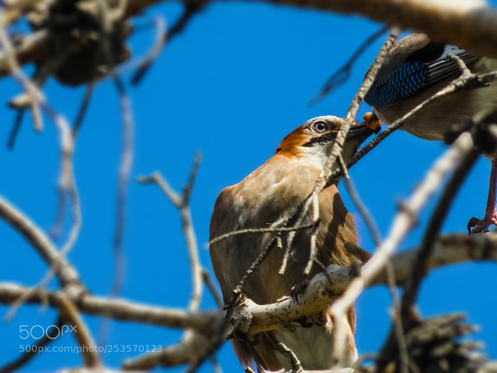 Canon PowerShot SX540 HS sample photo. Garrulus glandarius photography