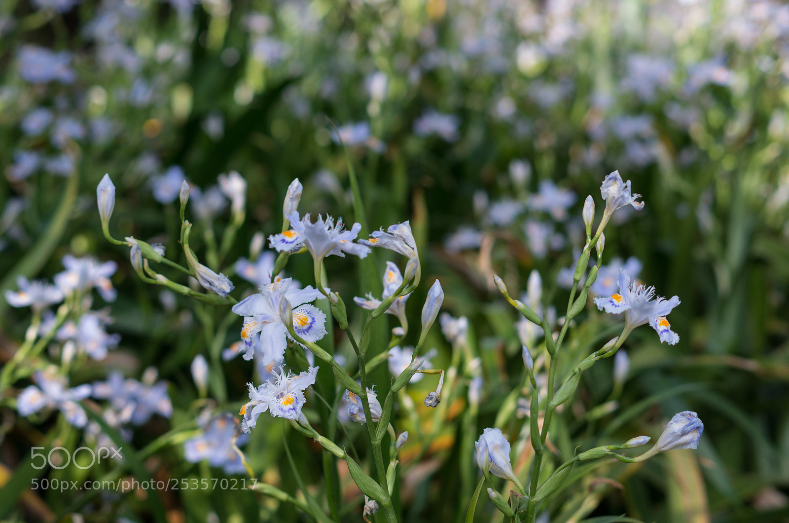 Pentax K-5 IIs sample photo. Iris photography