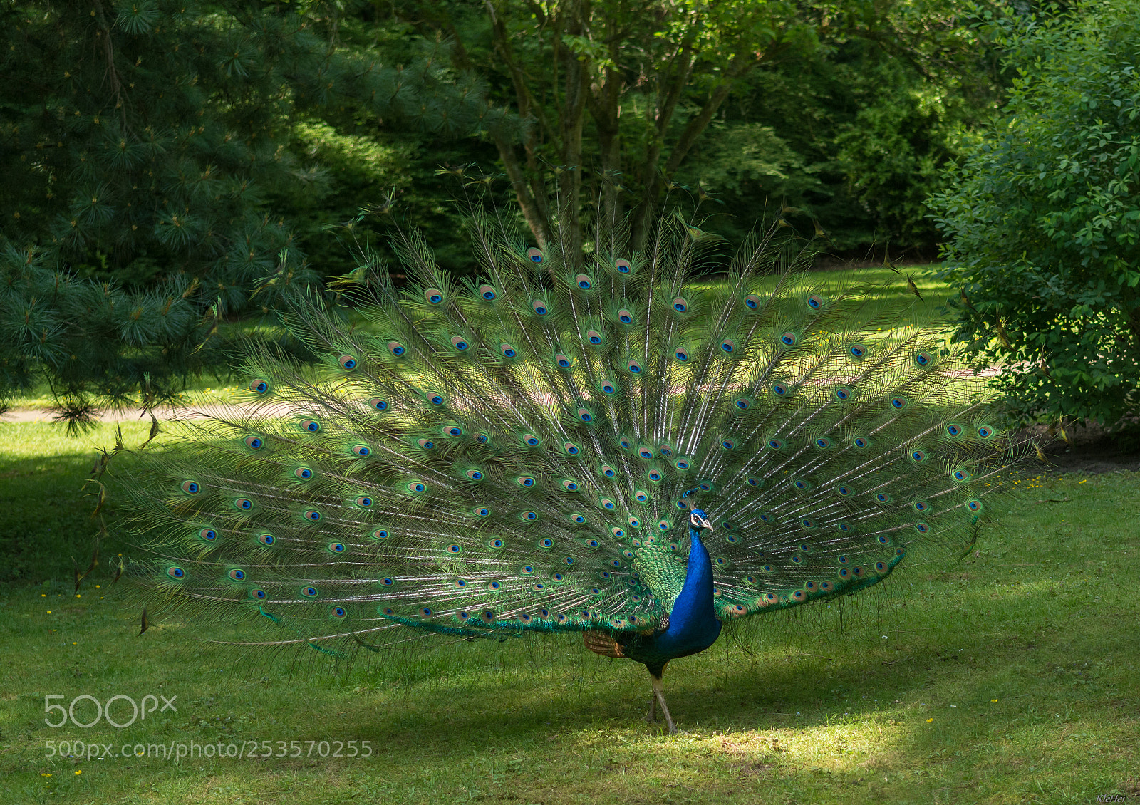 Nikon D7100 sample photo. Pavo cristatus photography
