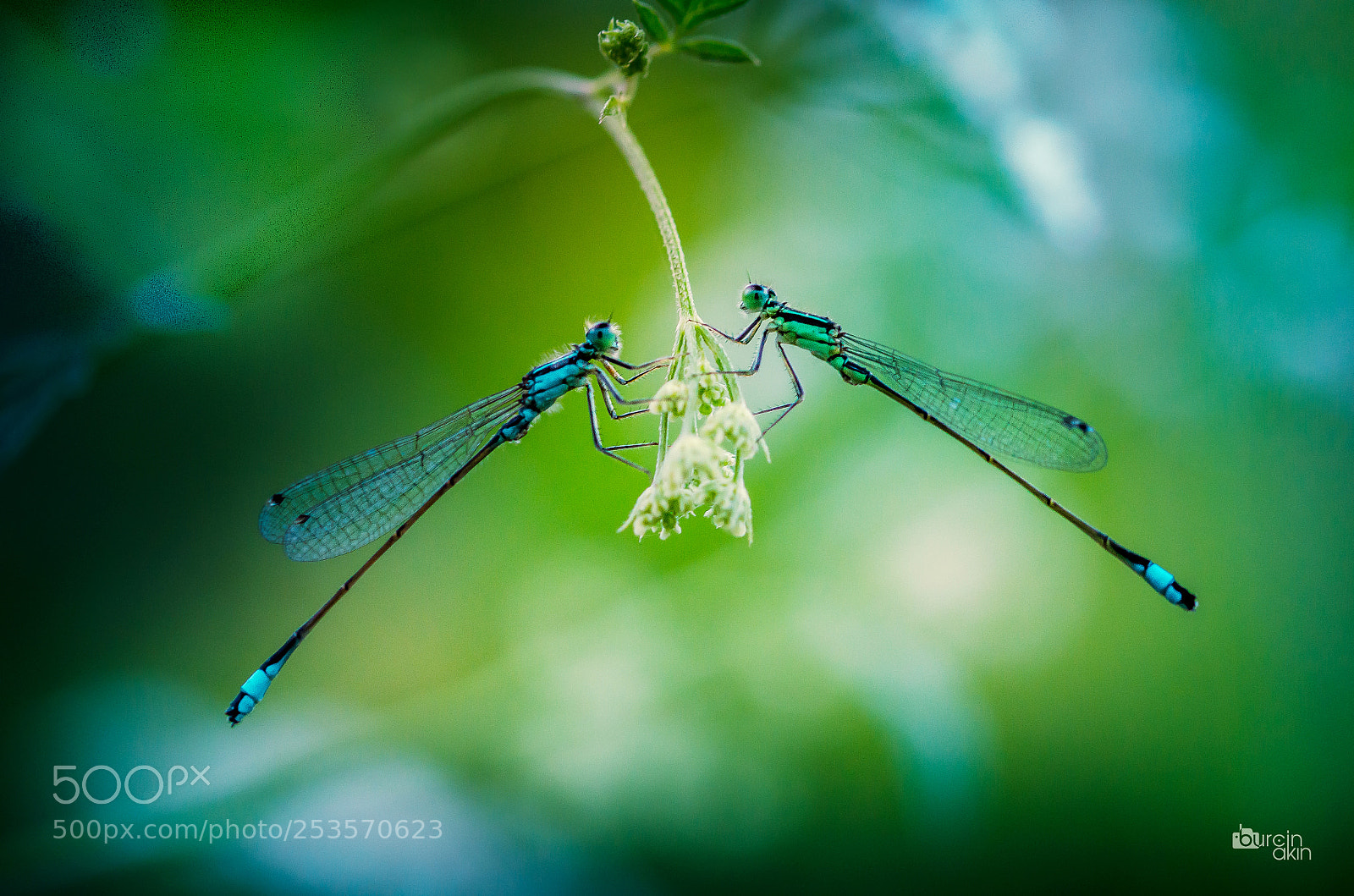 Nikon D5100 sample photo. Blue & green photography