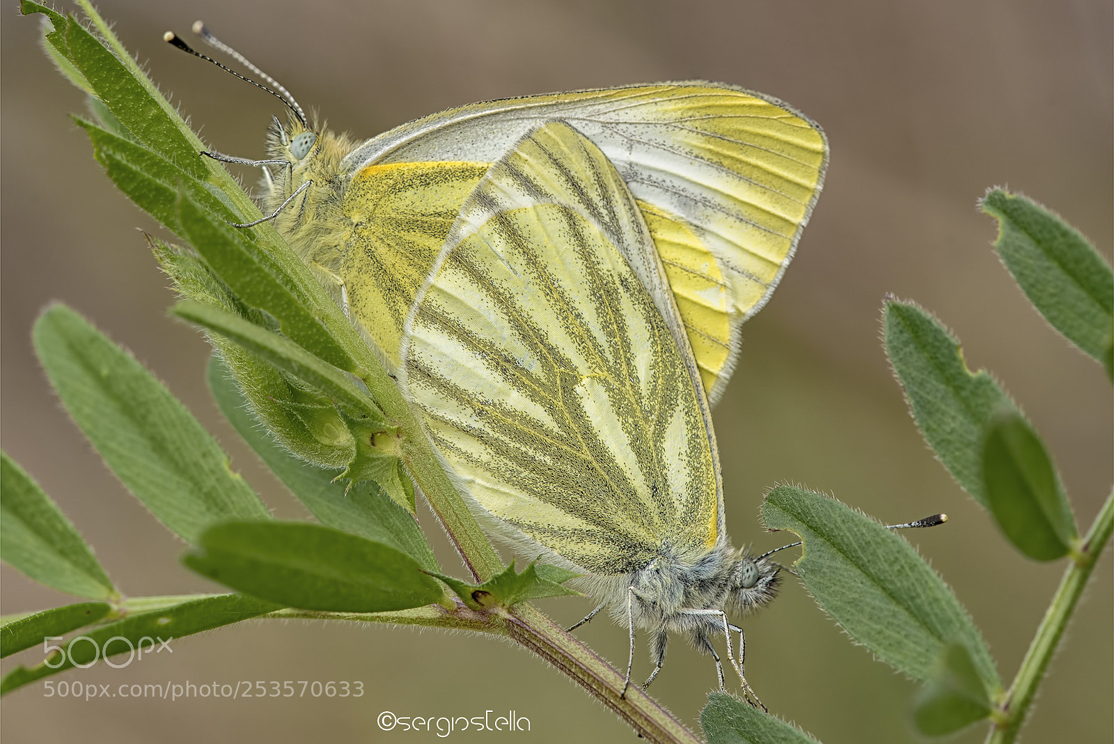 Nikon D610 sample photo. Copula_____ photography