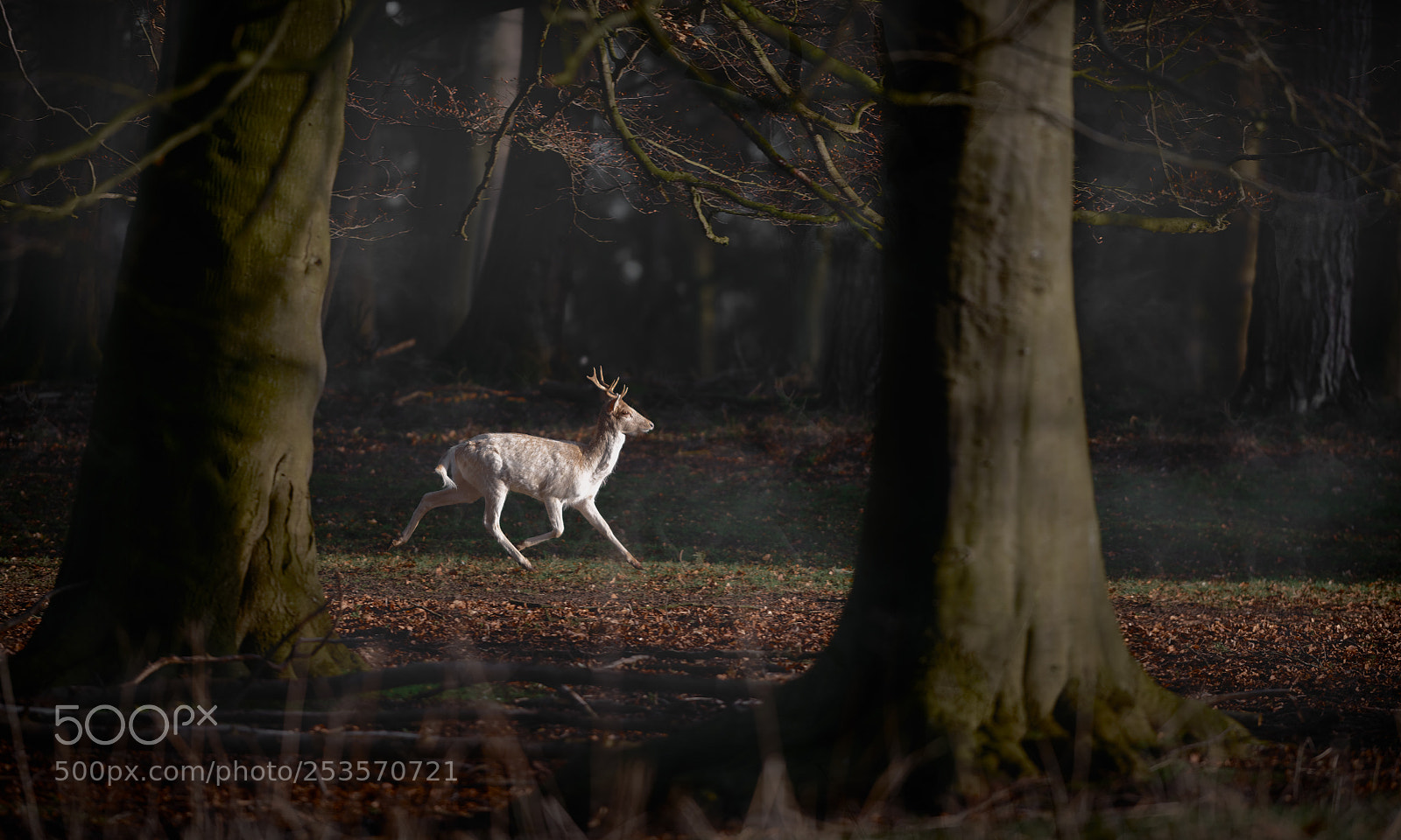 Nikon D850 sample photo. 'spirit of holkham woods' photography