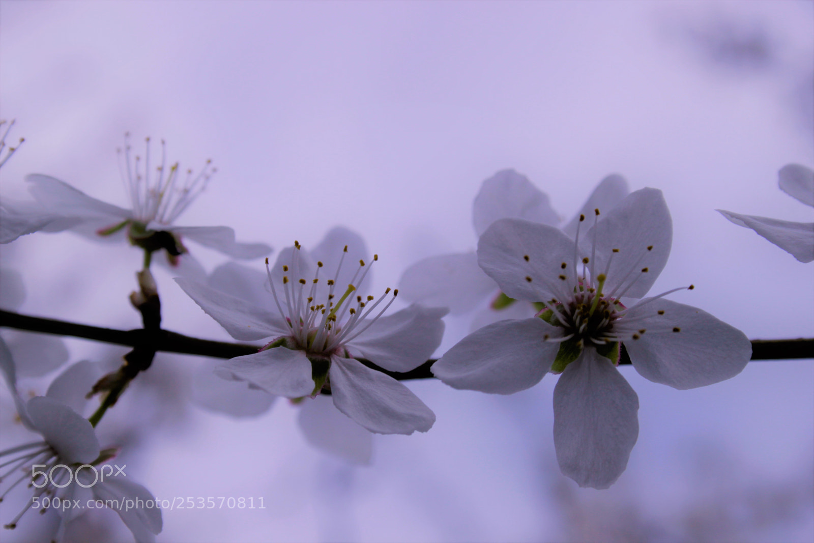 Canon EOS 500D (EOS Rebel T1i / EOS Kiss X3) sample photo. Delicate photography
