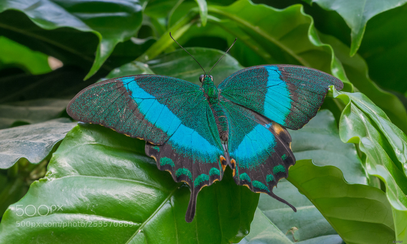 Nikon D7100 sample photo. Butterfly photography